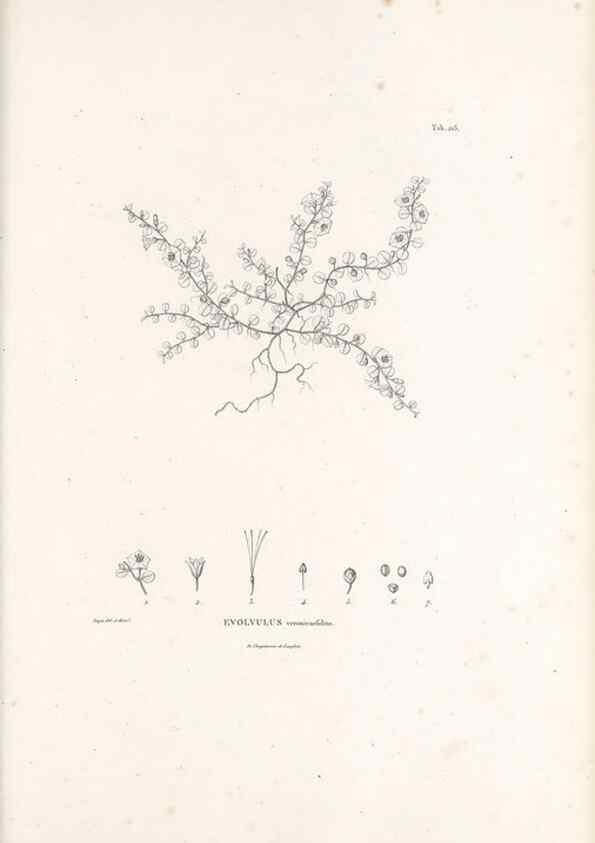 Reproducción/Reproduction 49521546656: Nova genera et species plantarum :. Antverpiae :Ex officina Christophori Plantini ...,1576.. 