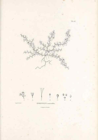 Reproducción/Reproduction 49521546656: Nova genera et species plantarum :. Antverpiae :Ex officina Christophori Plantini ...,1576.. 
