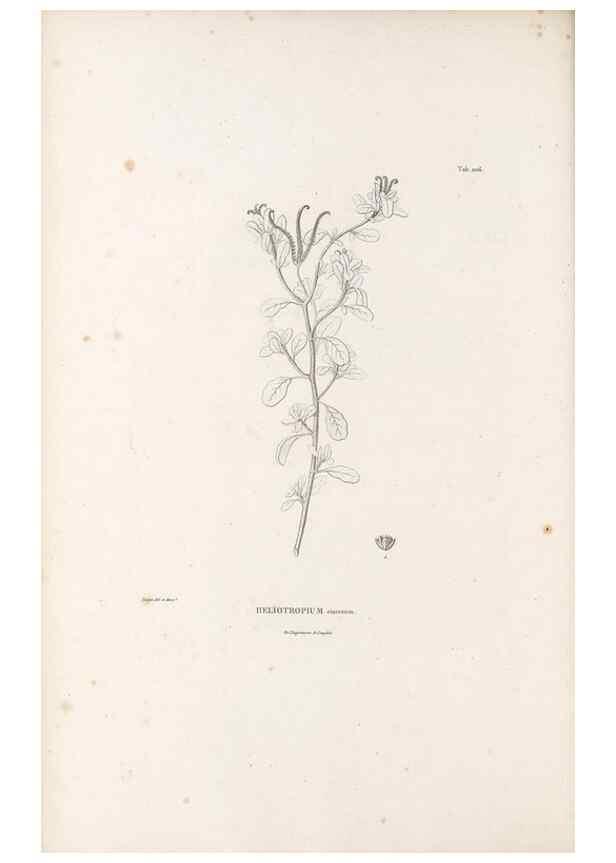 Reproducción/Reproduction 49521544431: Nova genera et species plantarum :. Antverpiae :Ex officina Christophori Plantini ...,1576.. 