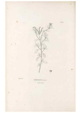 Reproducción/Reproduction 49521544431: Nova genera et species plantarum :. Antverpiae :Ex officina Christophori Plantini ...,1576.. 