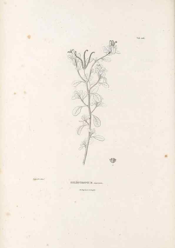Reproducción/Reproduction 49521544431: Nova genera et species plantarum :. Antverpiae :Ex officina Christophori Plantini ...,1576.. 