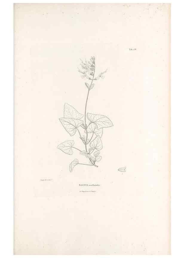 Reproducción/Reproduction 49521684012: Nova genera et species plantarum :. Antverpiae :Ex officina Christophori Plantini ...,1576.. 