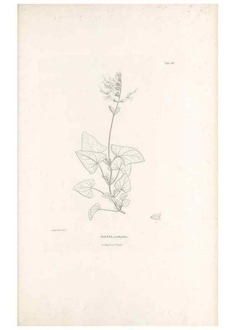 Reproducción/Reproduction 49521684012: Nova genera et species plantarum :. Antverpiae :Ex officina Christophori Plantini ...,1576.. 
