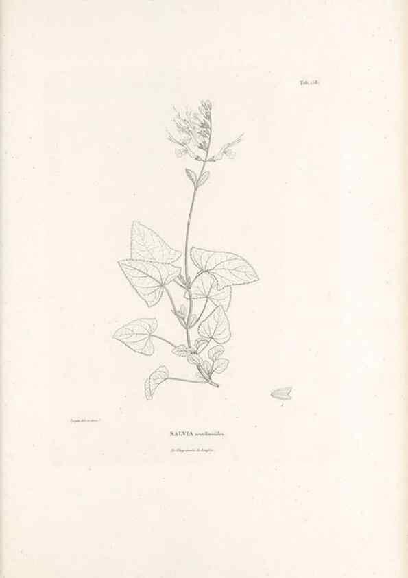 Reproducción/Reproduction 49521684012: Nova genera et species plantarum :. Antverpiae :Ex officina Christophori Plantini ...,1576.. 