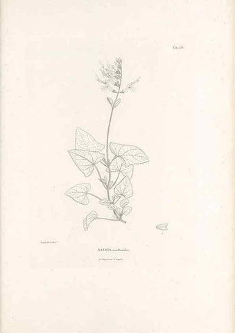 Reproducción/Reproduction 49521684012: Nova genera et species plantarum :. Antverpiae :Ex officina Christophori Plantini ...,1576.. 