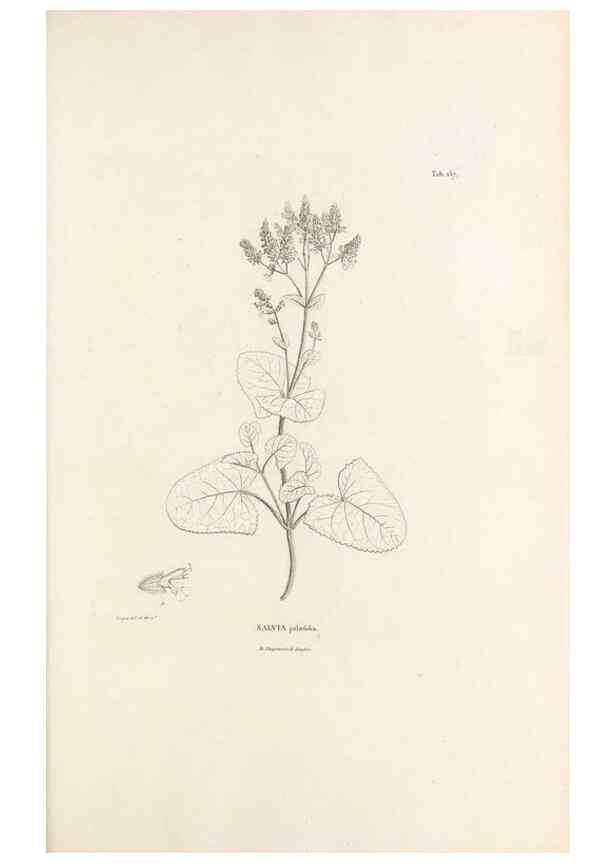 Reproducción/Reproduction 49520947818: Nova genera et species plantarum :. Antverpiae :Ex officina Christophori Plantini ...,1576.. 