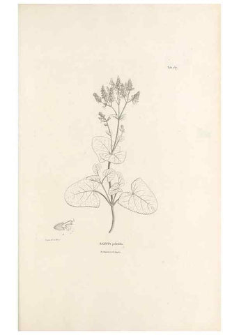 Reproducción/Reproduction 49520947818: Nova genera et species plantarum :. Antverpiae :Ex officina Christophori Plantini ...,1576.. 
