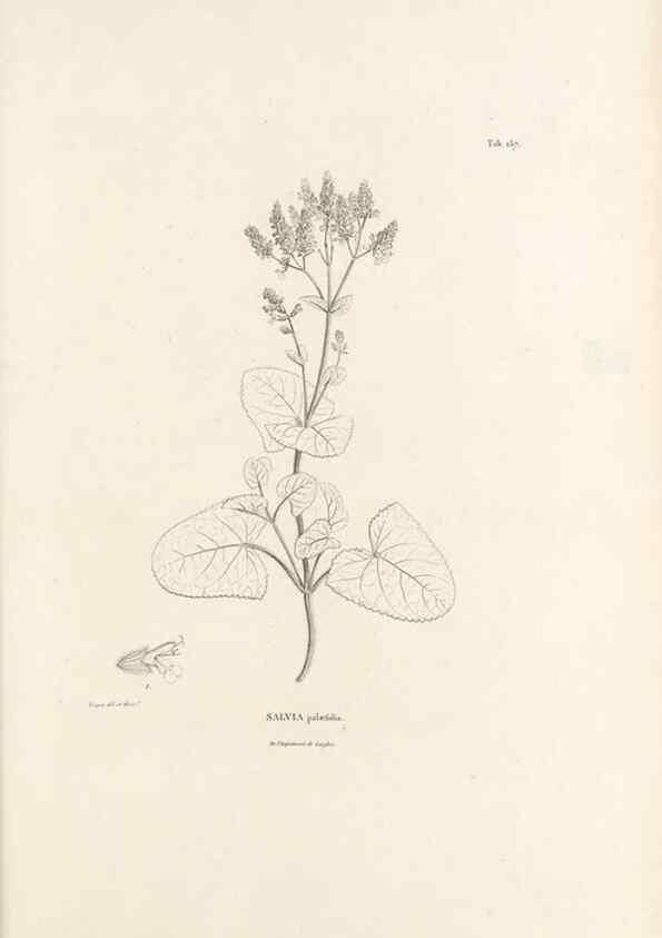 Reproducción/Reproduction 49520947818: Nova genera et species plantarum :. Antverpiae :Ex officina Christophori Plantini ...,1576.. 