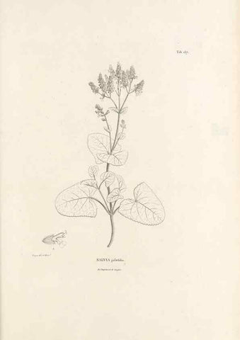 Reproducción/Reproduction 49520947818: Nova genera et species plantarum :. Antverpiae :Ex officina Christophori Plantini ...,1576.. 