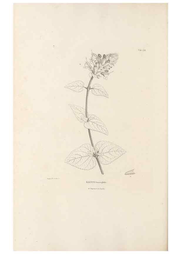 Reproducción/Reproduction 49521472956: Nova genera et species plantarum :. Antverpiae :Ex officina Christophori Plantini ...,1576.. 
