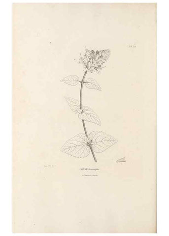 Reproducción/Reproduction 49521472956: Nova genera et species plantarum :. Antverpiae :Ex officina Christophori Plantini ...,1576.. 