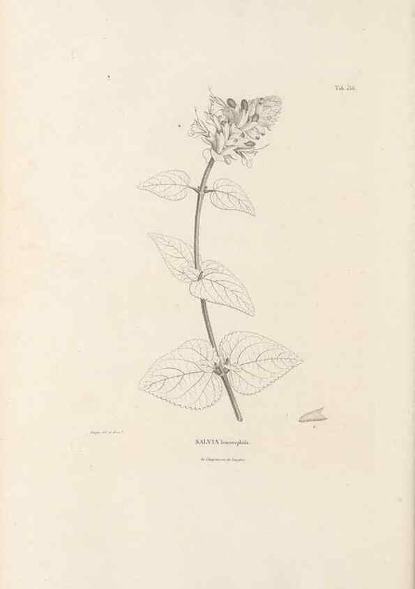 Reproducción/Reproduction 49521472956: Nova genera et species plantarum :. Antverpiae :Ex officina Christophori Plantini ...,1576.. 