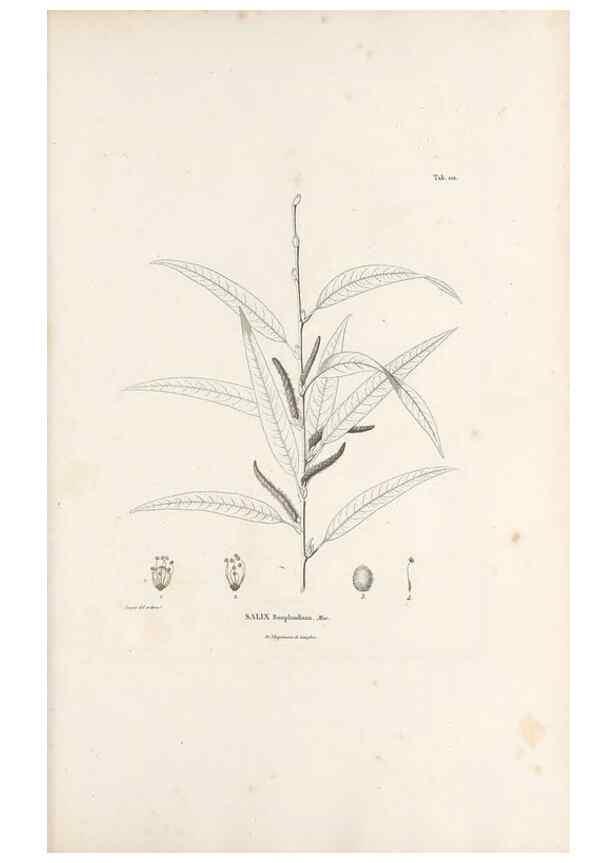 Reproducción/Reproduction 49521454386: Nova genera et species plantarum :. Antverpiae :Ex officina Christophori Plantini ...,1576.. 