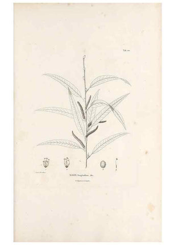 Reproducción/Reproduction 49521454386: Nova genera et species plantarum :. Antverpiae :Ex officina Christophori Plantini ...,1576.. 