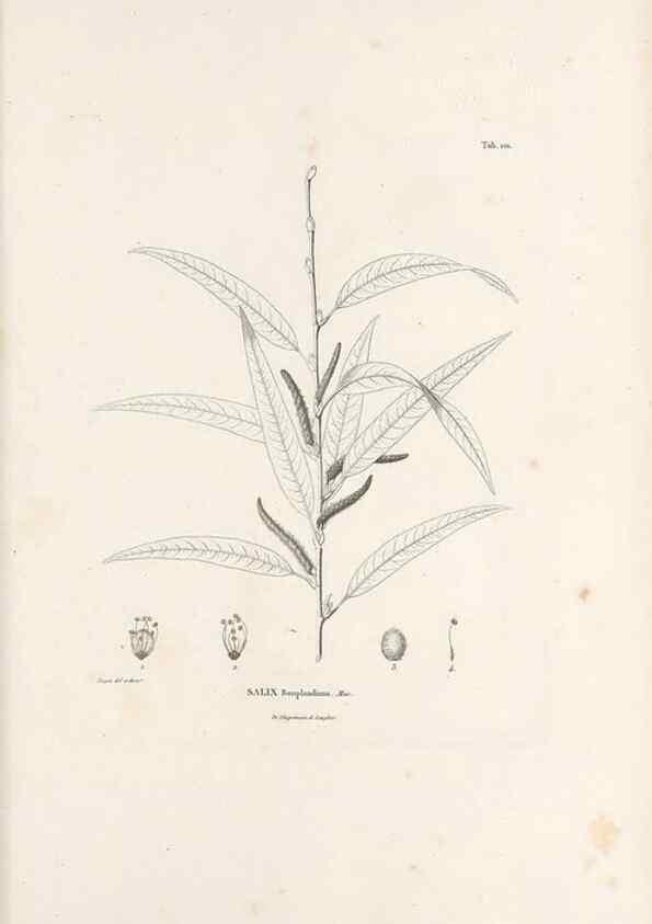 Reproducción/Reproduction 49521454386: Nova genera et species plantarum :. Antverpiae :Ex officina Christophori Plantini ...,1576.. 