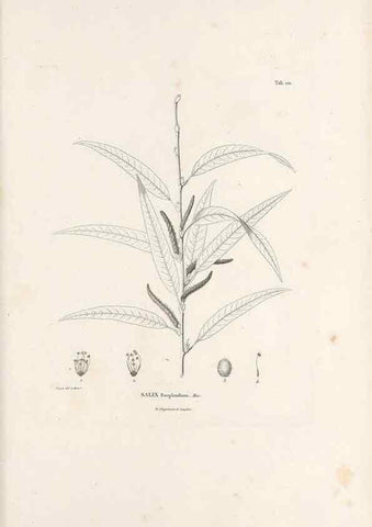 Reproducción/Reproduction 49521454386: Nova genera et species plantarum :. Antverpiae :Ex officina Christophori Plantini ...,1576.. 
