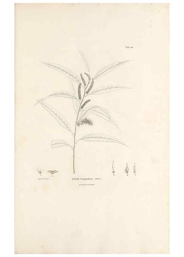 Reproducción/Reproduction 49521664877: Nova genera et species plantarum :. Antverpiae :Ex officina Christophori Plantini ...,1576.. 