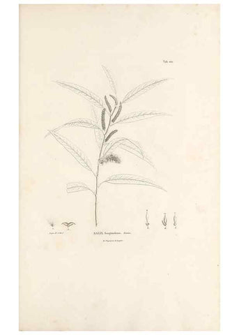 Reproducción/Reproduction 49521664877: Nova genera et species plantarum :. Antverpiae :Ex officina Christophori Plantini ...,1576.. 