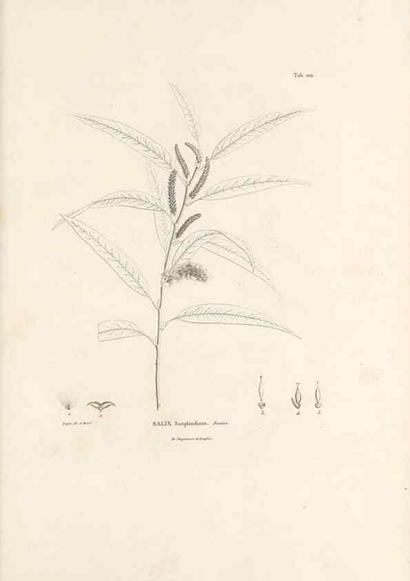Reproducción/Reproduction 49521664877: Nova genera et species plantarum :. Antverpiae :Ex officina Christophori Plantini ...,1576.. 