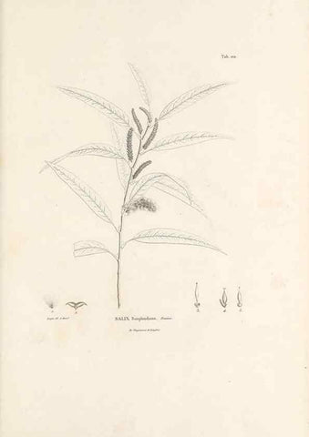 Reproducción/Reproduction 49521664877: Nova genera et species plantarum :. Antverpiae :Ex officina Christophori Plantini ...,1576.. 