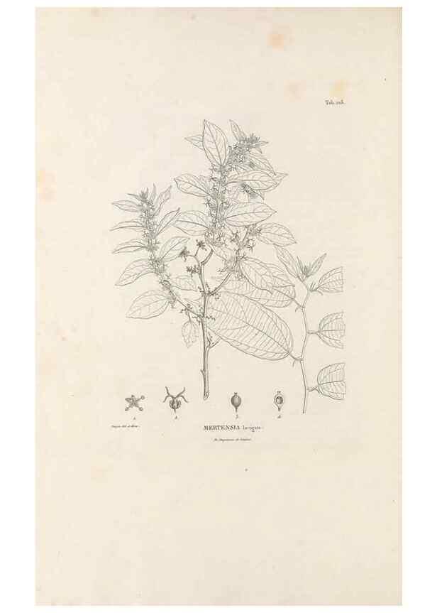 Reproducción/Reproduction 49520929118: Nova genera et species plantarum :. Antverpiae :Ex officina Christophori Plantini ...,1576.. 