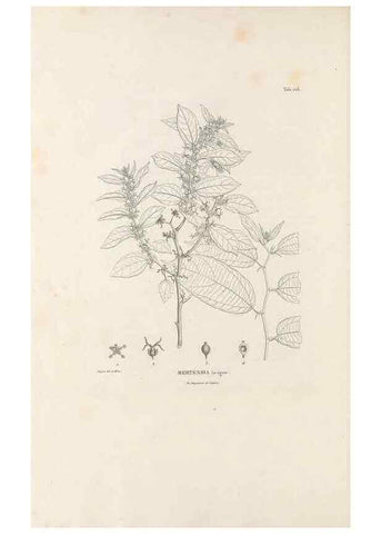 Reproducción/Reproduction 49520929118: Nova genera et species plantarum :. Antverpiae :Ex officina Christophori Plantini ...,1576.. 
