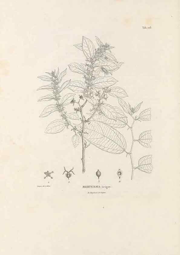 Reproducción/Reproduction 49520929118: Nova genera et species plantarum :. Antverpiae :Ex officina Christophori Plantini ...,1576.. 