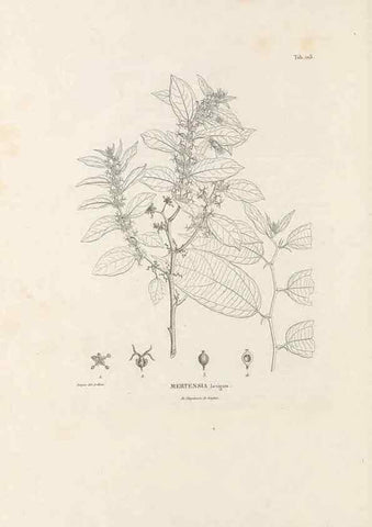 Reproducción/Reproduction 49520929118: Nova genera et species plantarum :. Antverpiae :Ex officina Christophori Plantini ...,1576.. 