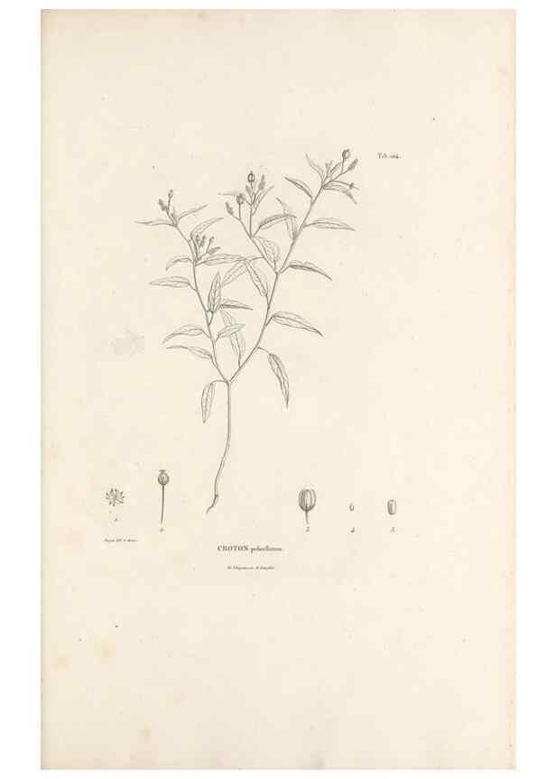 Reproducción/Reproduction 49521665507: Nova genera et species plantarum :. Antverpiae :Ex officina Christophori Plantini ...,1576.. 