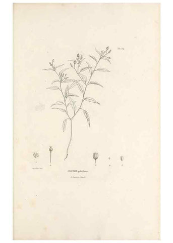 Reproducción/Reproduction 49521665507: Nova genera et species plantarum :. Antverpiae :Ex officina Christophori Plantini ...,1576.. 