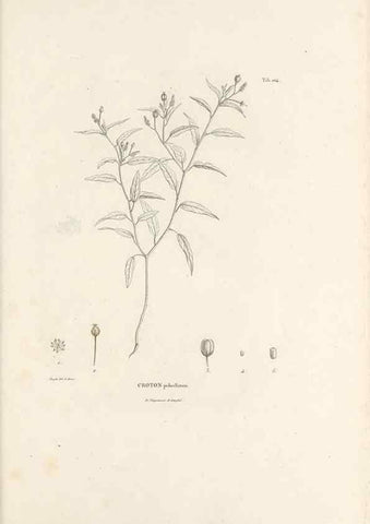 Reproducción/Reproduction 49521665507: Nova genera et species plantarum :. Antverpiae :Ex officina Christophori Plantini ...,1576.. 
