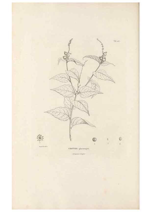 Reproducción/Reproduction 49521455696: Nova genera et species plantarum :. Antverpiae :Ex officina Christophori Plantini ...,1576.. 