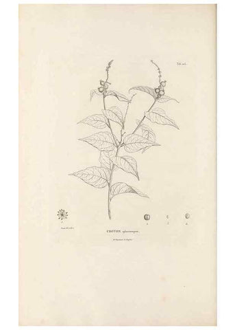 Reproducción/Reproduction 49521455696: Nova genera et species plantarum :. Antverpiae :Ex officina Christophori Plantini ...,1576.. 