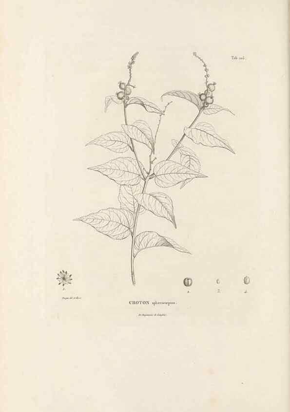 Reproducción/Reproduction 49521455696: Nova genera et species plantarum :. Antverpiae :Ex officina Christophori Plantini ...,1576.. 
