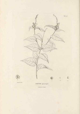 Reproducción/Reproduction 49521455696: Nova genera et species plantarum :. Antverpiae :Ex officina Christophori Plantini ...,1576.. 