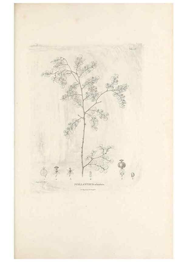 Reproducción/Reproduction 49521666257: Nova genera et species plantarum :. Antverpiae :Ex officina Christophori Plantini ...,1576.. 