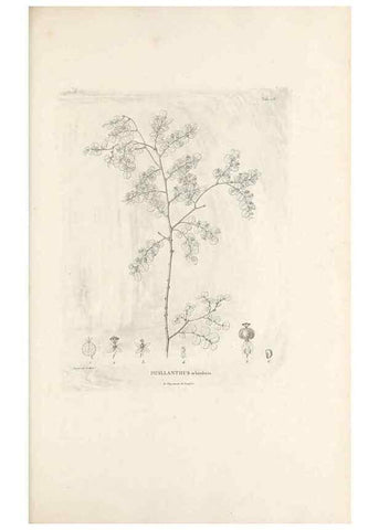 Reproducción/Reproduction 49521666257: Nova genera et species plantarum :. Antverpiae :Ex officina Christophori Plantini ...,1576.. 