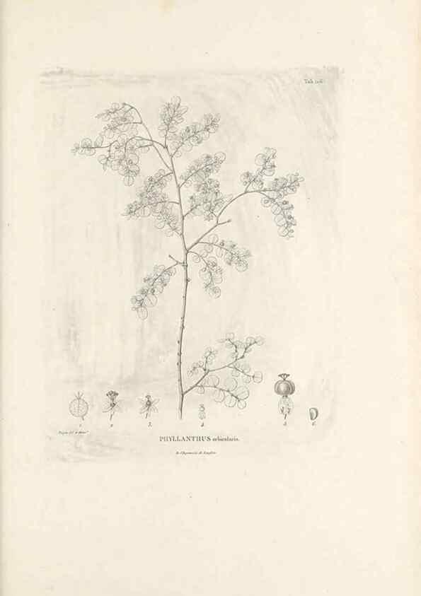Reproducción/Reproduction 49521666257: Nova genera et species plantarum :. Antverpiae :Ex officina Christophori Plantini ...,1576.. 