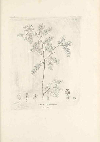 Reproducción/Reproduction 49521666257: Nova genera et species plantarum :. Antverpiae :Ex officina Christophori Plantini ...,1576.. 