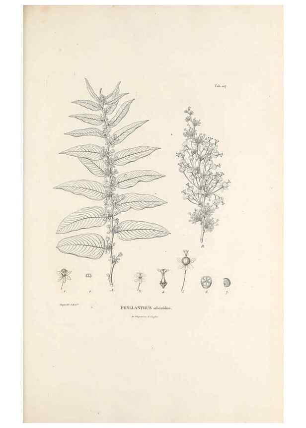 Reproducción/Reproduction 49520930333: Nova genera et species plantarum :. Antverpiae :Ex officina Christophori Plantini ...,1576.. 