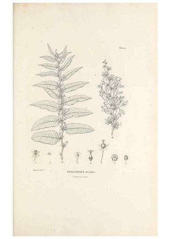 Reproducción/Reproduction 49520930333: Nova genera et species plantarum :. Antverpiae :Ex officina Christophori Plantini ...,1576.. 