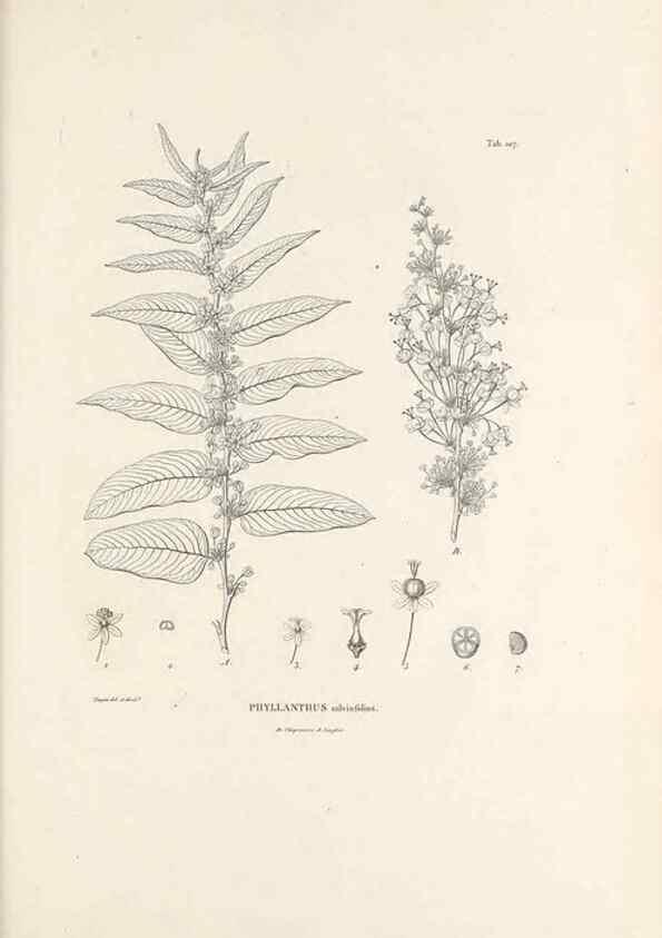 Reproducción/Reproduction 49520930333: Nova genera et species plantarum :. Antverpiae :Ex officina Christophori Plantini ...,1576.. 