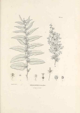 Reproducción/Reproduction 49520930333: Nova genera et species plantarum :. Antverpiae :Ex officina Christophori Plantini ...,1576.. 