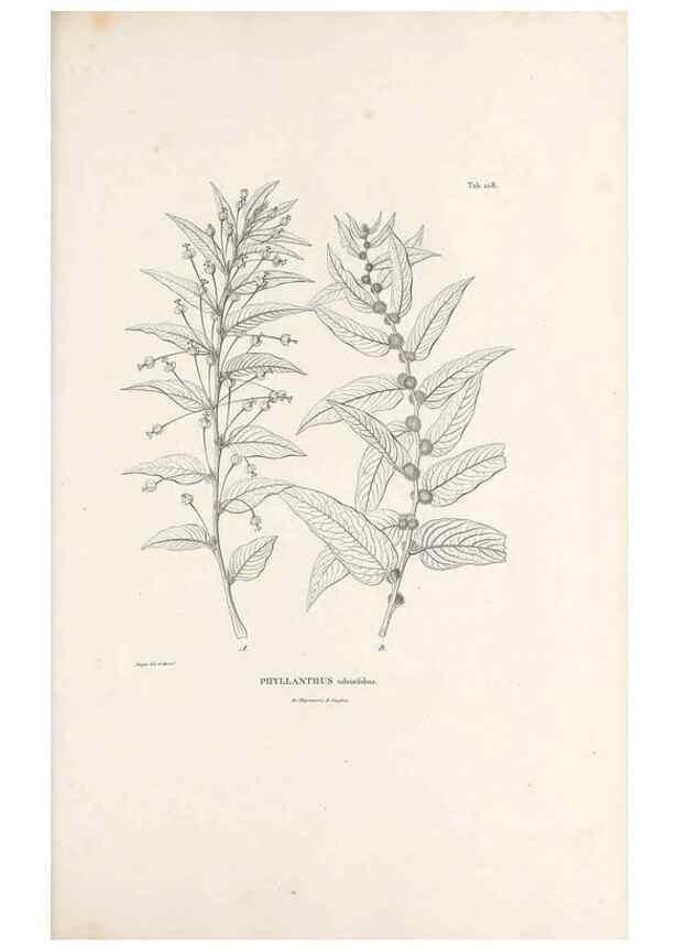 Reproducción/Reproduction 49520930618: Nova genera et species plantarum :. Antverpiae :Ex officina Christophori Plantini ...,1576.. 