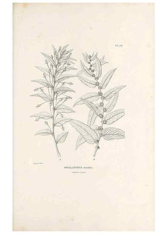 Reproducción/Reproduction 49520930618: Nova genera et species plantarum :. Antverpiae :Ex officina Christophori Plantini ...,1576.. 