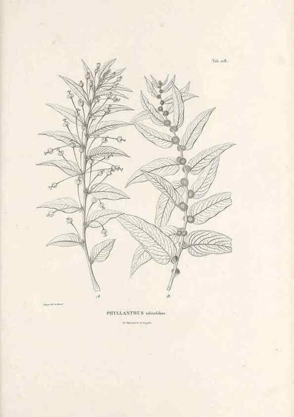 Reproducción/Reproduction 49520930618: Nova genera et species plantarum :. Antverpiae :Ex officina Christophori Plantini ...,1576.. 