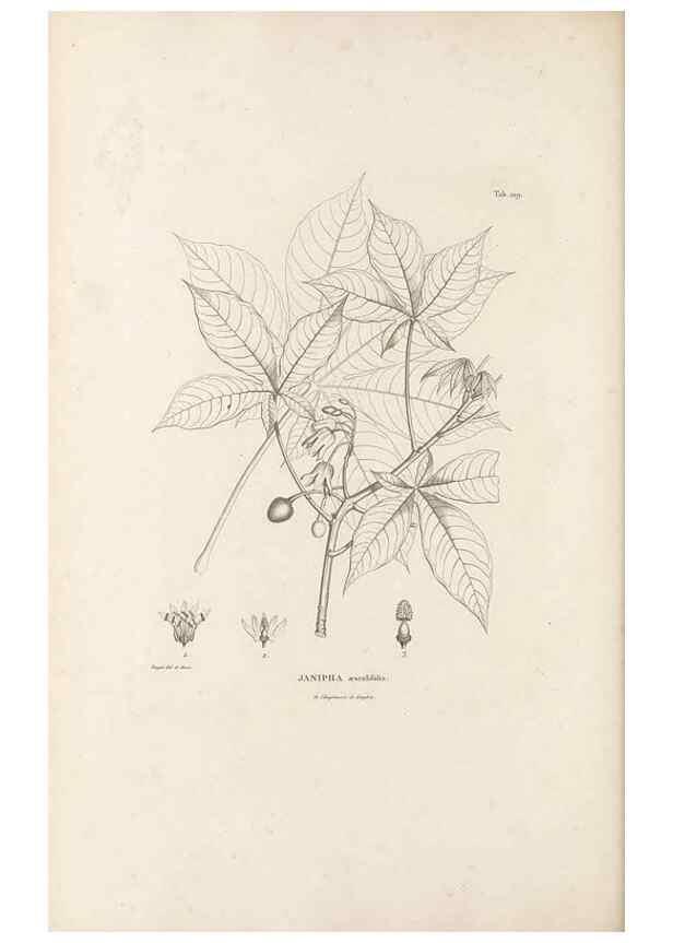 Reproducción/Reproduction 49521456986: Nova genera et species plantarum :. Antverpiae :Ex officina Christophori Plantini ...,1576.. 
