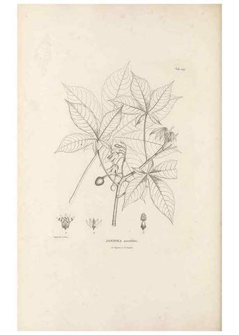 Reproducción/Reproduction 49521456986: Nova genera et species plantarum :. Antverpiae :Ex officina Christophori Plantini ...,1576.. 