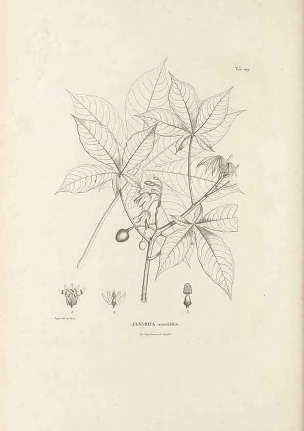 Reproducción/Reproduction 49521456986: Nova genera et species plantarum :. Antverpiae :Ex officina Christophori Plantini ...,1576.. 