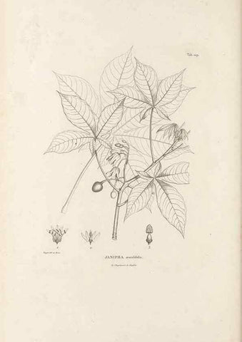 Reproducción/Reproduction 49521456986: Nova genera et species plantarum :. Antverpiae :Ex officina Christophori Plantini ...,1576.. 